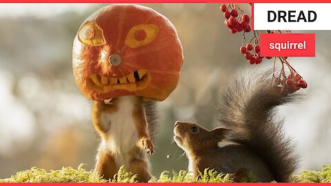 Photographer captures cheeky squirrels getting in the Halloween spirit