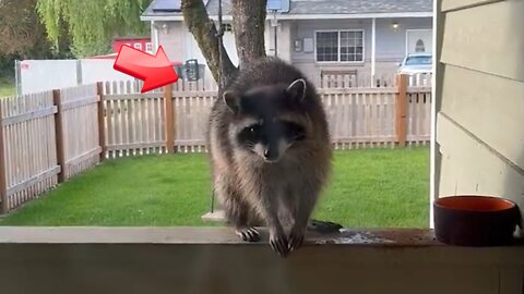 Raccoons feed while keeping a wary eye on their surroundings