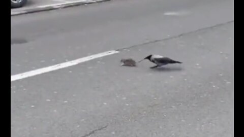 The bird saved the mouse's life