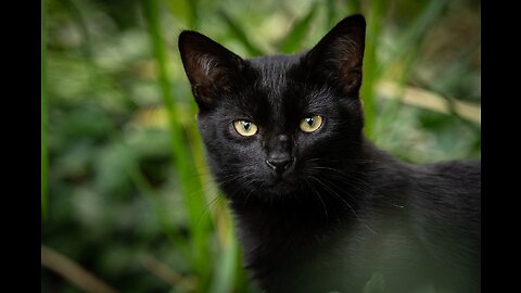 Black Cats : A Tale of Superstitions and Symbols