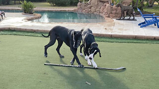 Great Danes Have Fun With Special Canadian Stick