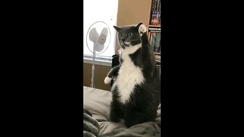 cat dance