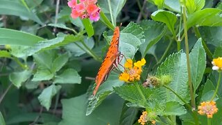 Gulf Fritillary Butterfly June 24 2024