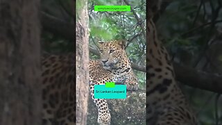 Safari sightings | Sri Lankan Leopard spotted in Yala National Park #shorts