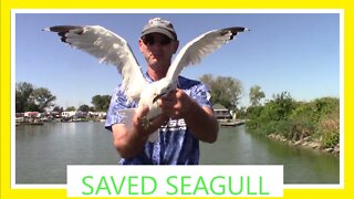Saved Another Seagull