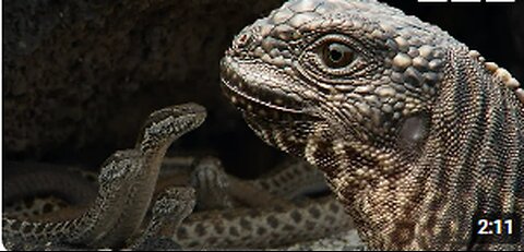 "Iguana's Epic Escape from Killer Snakes: Heart-Pounding Wildlife Chase
