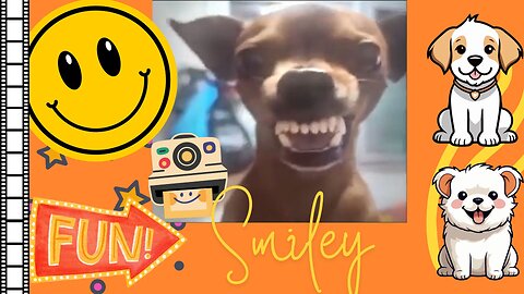 Funniest Animals in the World 2024😹 Try not to Laugh 😂 Funny Videos 😻🐶 | Part 15 😁Funniest Smiley Pets! 😁🐾