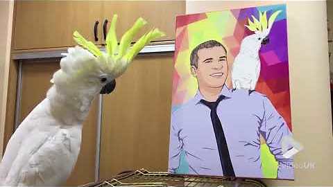 Parrot admires its portrait with owner