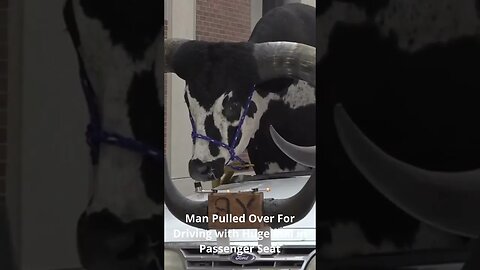 Man Pulled Over For Driving with Huge Bull in Passenger Seat #shorts #pulledover #offbeat