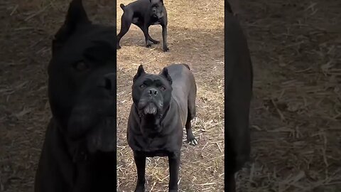 🐶 Cane Corso 🐕‍🦺 #dogs #pawsclawsjaws #animalshorts