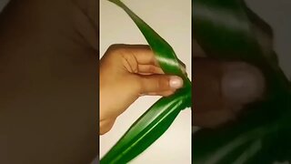 how to make a coconut leaf parrot