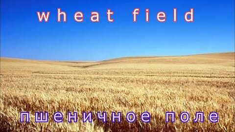 #Wheat field#Пшеничное поле