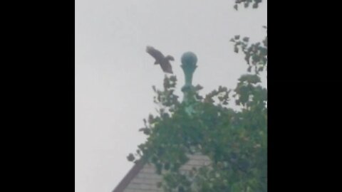 Urban Animals ~ Hawk Perched on Top Building Takes Flight and Soars in Downtown Toronto