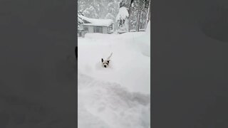 Ares jack Russell dog practices Iceman Wim Hof snow dip