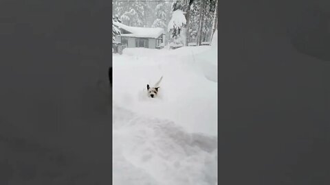 Ares jack Russell dog practices Iceman Wim Hof snow dip