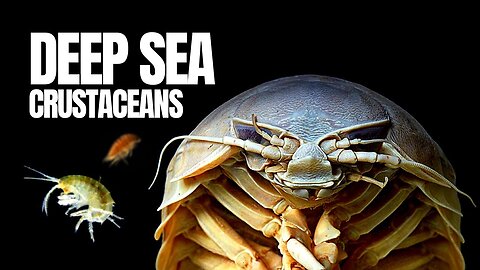 The Giant 'Insects' of the Deep Sea | Nature World Explore