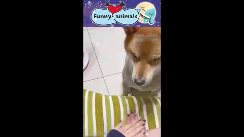 Funny animals 😊😋😎funny moments 😋😎😋