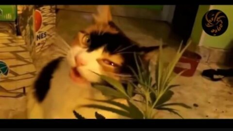 What happen when cat eats marijuana