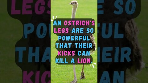 𓅦Discover Fascinating Animal Facts👀 #shorts #shortsfact #animalfacts #ostrich #lion
