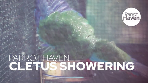 Eclectus Parrot Cletus Showers