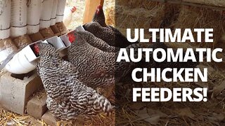 Automatic Chicken Feeders | Save Time Raising Chickens