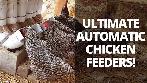 Automatic Chicken Feeders | Save Time Raising Chickens