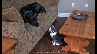 Golden Retriever And Cat Share Their Sofa With Visiting Great Dane