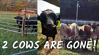We Are Down 2 Cows | Three Little Goats Homestead Vlog