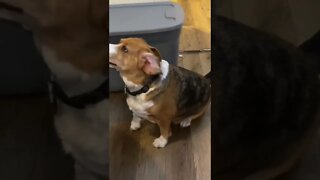 Banchee the Beagle Begging 4 Table Food