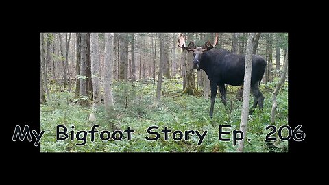 My Bigfoot Story Ep. 206 - Not Woodpeckers & a Moose