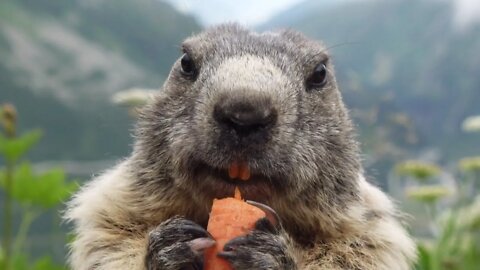Marmot Eating Carrot 🥕 #shorts #short #nature