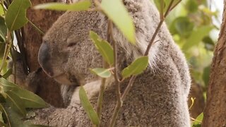 Australians Tried To Save Animals Before Bushfires Began