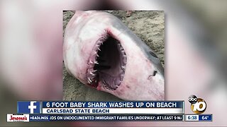 Baby shark washes up on Carlsbad beach