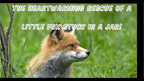 The Heartwarming Rescue of a Little Fox Trapped in a Jar!