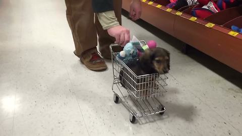 "Man Pushes A Dachshund Pup In A Small Toy Shopping Cart"