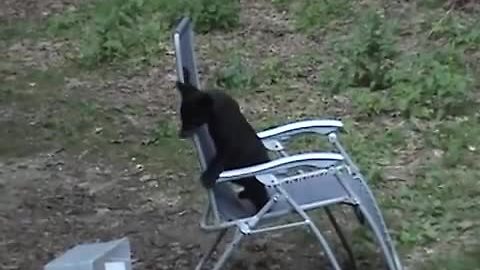 Black Bear Cub Borrows A Lawn Chair To Play