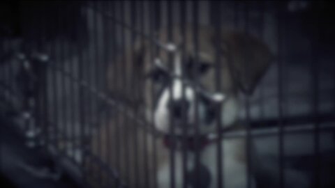 CDC places temporary ban on importing dogs from overseas; animal rescues urge reconsideration