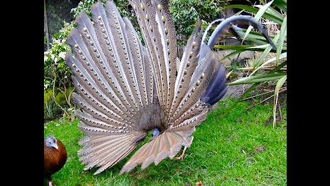 Indonesian Borneo bird | endangered animals