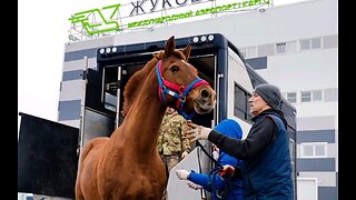 12 sport horses set off on a plane trip to Dubai from Zhukovsky aboard a Sky Gates transport plane