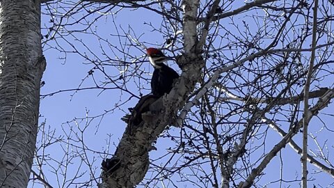 Pileated Wood Pecker big swings