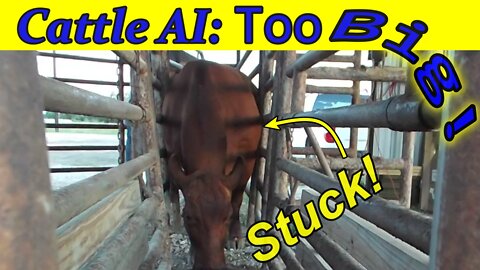 Beefmaster too big for the Chute! How to AI?