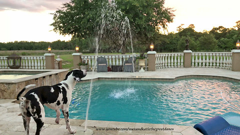 Great Dane and Pointer Have Fun with Pool Water Fountains