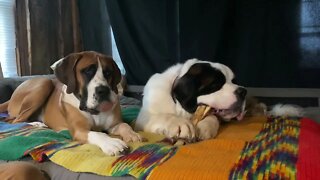 Squeaky toys are the best! Great Dane loves to make noise