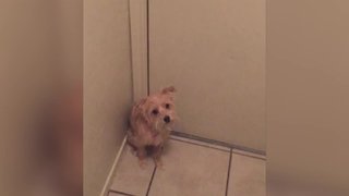 Cute Pup Wants Owner to Stay Home!