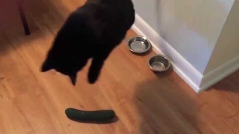 Cats Scared by Cucumbers Compilation😂😂😂