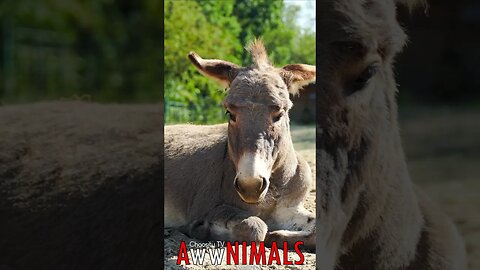 🤗 #AwwNIMALS - Donkey's Delight: A Donkey's Peaceful Pause 💕