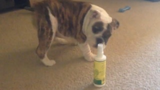 English bulldog puppy confronts his enemy