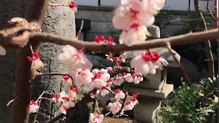 Sakura flowers in Japan. Beautyful ♥