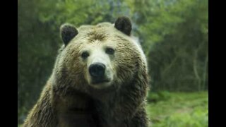 Un immense ours se gratte le dos contre un arbre