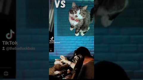 Livestreamer Boxes With His Rescue Cat #adorablecats #funnycats #cat #funny #shorts